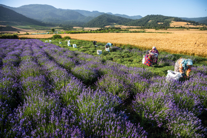 کاشت گیاهان دارویی در زنجان پیش‌زمینه توسعه گردشگری سلامت