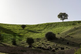 جلوه های بهاری در مشایخ