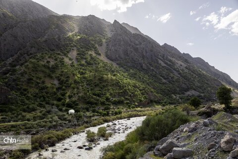 جلوه های بهاری در مشایخ