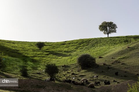 جلوه های بهاری در مشایخ