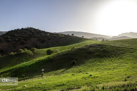 جلوه های بهاری در مشایخ