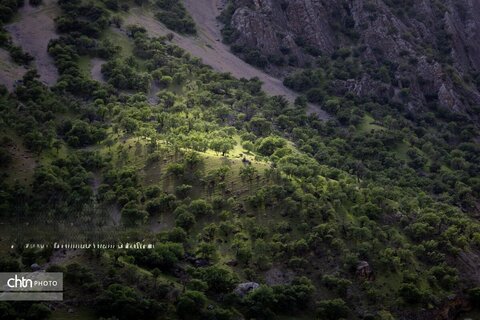 جلوه های بهاری در مشایخ