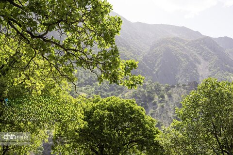 جلوه های بهاری در مشایخ