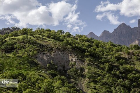 جلوه های بهاری در مشایخ