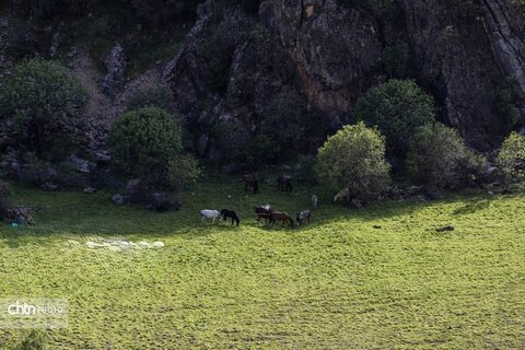 جلوه های بهاری در مشایخ