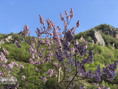 امام زاده عبدالله