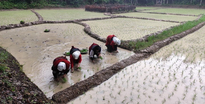 صیانت از میراث ناملموس کشاورزی، کاشت برنج