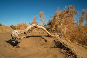 برگزاری پویش آموزشی «رفتار مسئولانه با طاق‌زارهای کویر روستای مصر» برای گردشگران