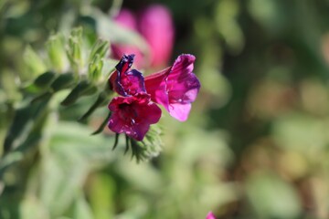 روایت برداشت گل‌گاو زبان در سجیران اشکورات رودسر، میراثی از طبیعت و فرهنگ گیلان