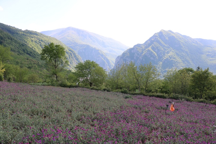 گل‌گاو زبان