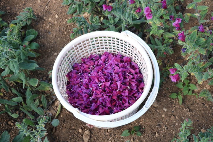 گل‌گاو زبان