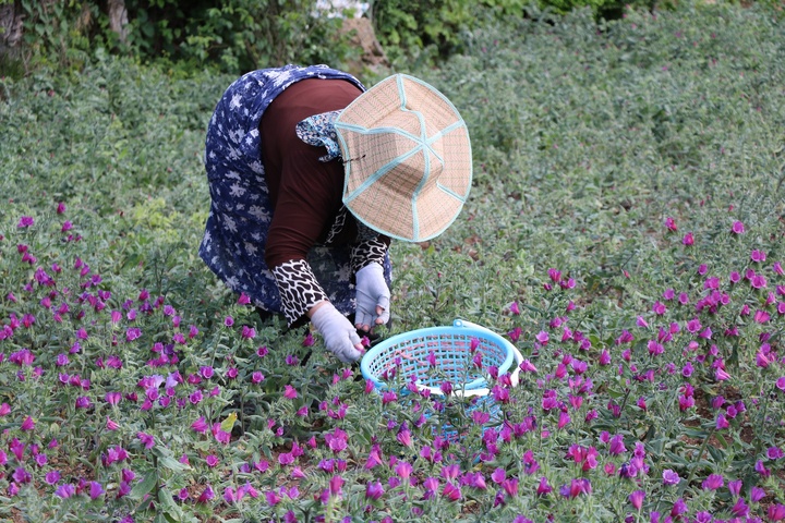 گل‌گاو زبان