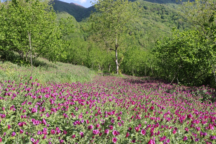 گل‌گاو زبان