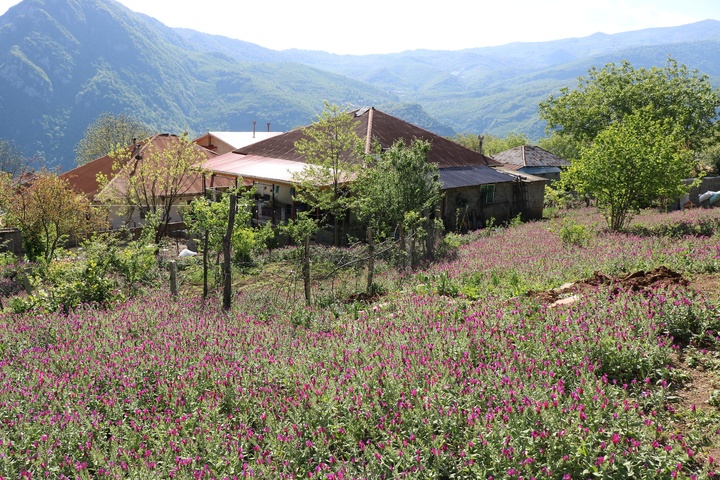 گل‌گاو زبان
