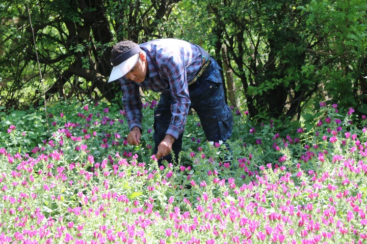 گل‌گاو زبان