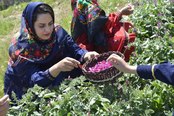 آغاز فصل برداشت گل گاوزبان در قلعه بالا