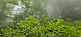 وحید پیاده کوهسار