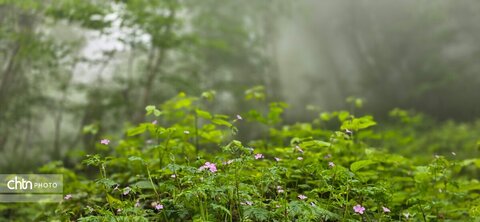 سفره‌ای به وسعت طبیعت؛ یک صبح دل‌انگیز در ارتفاعات گلستان