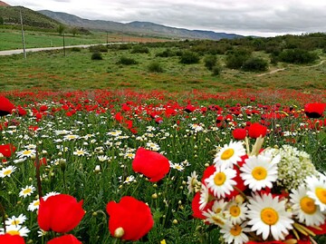 دشت‌های رنگین گرمه: شکوفایی بابونه و شقایق در اردیبهشت‌ماه؛ نگینی بر اکوسیستم گیاهان دارویی