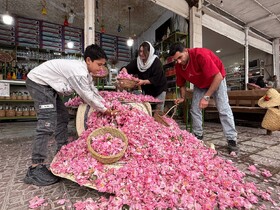 میمند؛ عطرافشانی ناب گل محمدی در قلب فارس