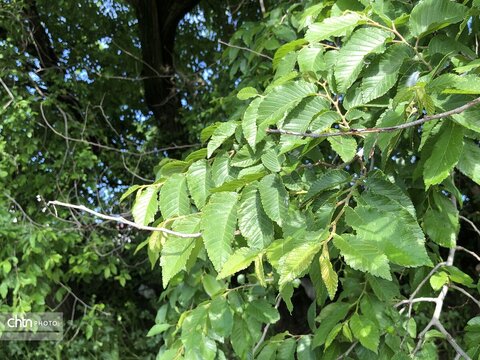 کیارام