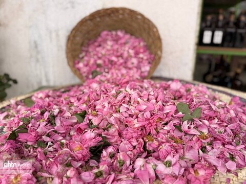 میمند؛ عطرافشانی ناب گل محمدی در قلب فارس