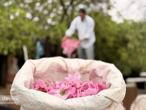 میمند؛ عطرافشانی ناب گل محمدی در قلب فارس