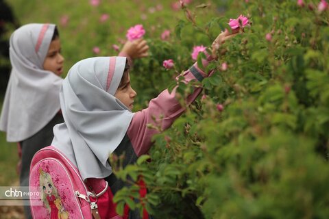 میمند؛ عطرافشانی ناب گل محمدی در قلب فارس
