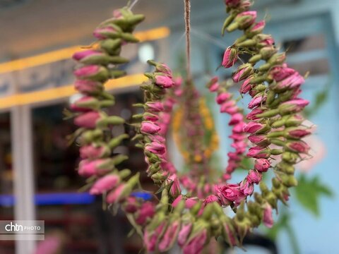 میمند؛ عطرافشانی ناب گل محمدی در قلب فارس