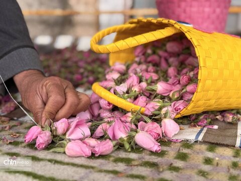 میمند؛ عطرافشانی ناب گل محمدی در قلب فارس