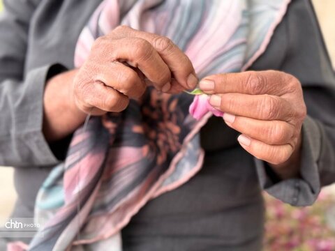 میمند؛ عطرافشانی ناب گل محمدی در قلب فارس