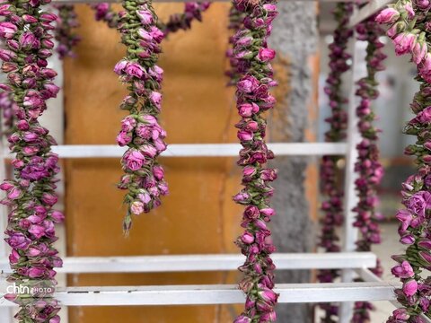 میمند؛ عطرافشانی ناب گل محمدی در قلب فارس