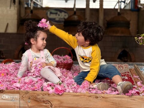 میمند؛ عطرافشانی ناب گل محمدی در قلب فارس