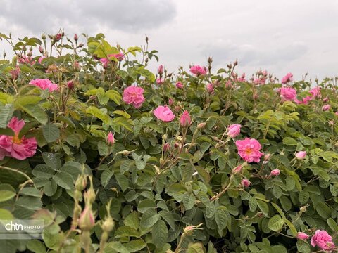 میمند؛ عطرافشانی ناب گل محمدی در قلب فارس