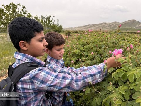 میمند؛ عطرافشانی ناب گل محمدی در قلب فارس