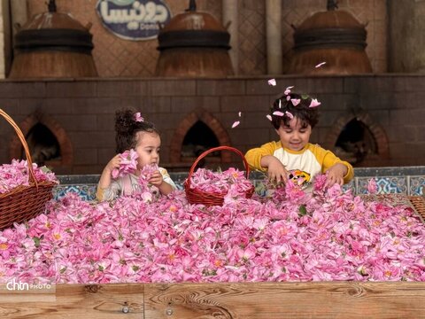 میمند؛ عطرافشانی ناب گل محمدی در قلب فارس