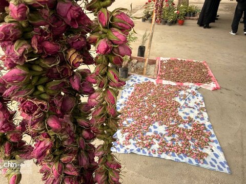 میمند؛ عطرافشانی ناب گل محمدی در قلب فارس