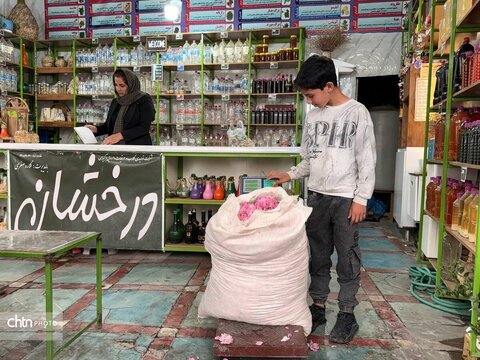 میمند؛ عطرافشانی ناب گل محمدی در قلب فارس
