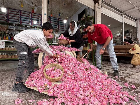 میمند؛ عطرافشانی ناب گل محمدی در قلب فارس