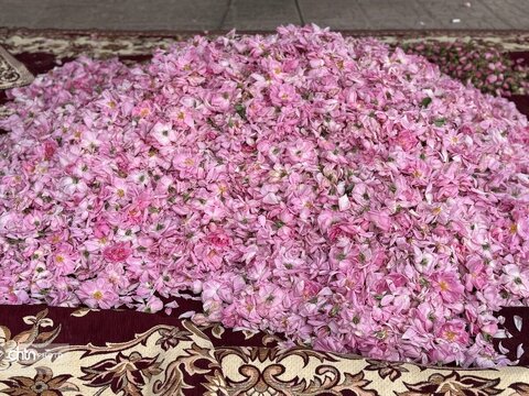 میمند؛ عطرافشانی ناب گل محمدی در قلب فارس