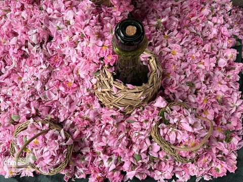 میمند؛ عطرافشانی ناب گل محمدی در قلب فارس
