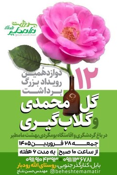 دوازدهمین رویداد گلابگیری در بابل برگزار شد