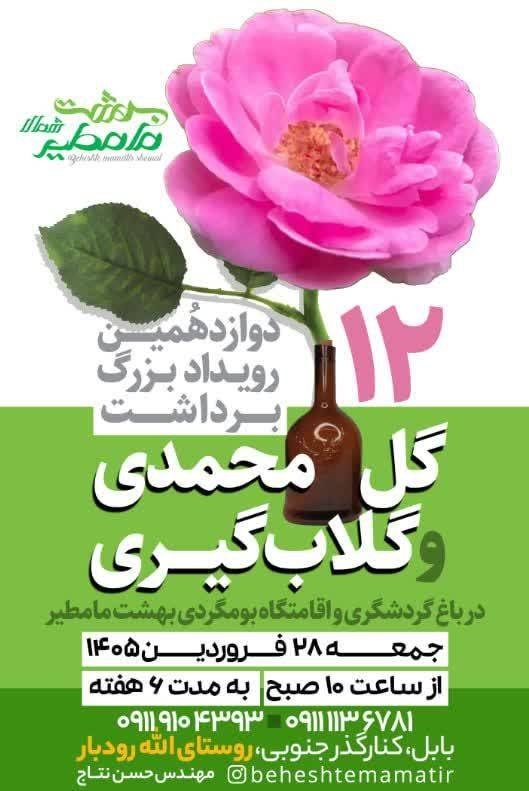 دوازدهمین رویداد گلابگیری در بابل برگزار شد