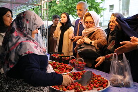 جشنواره توت فرنگی بهنمیر
