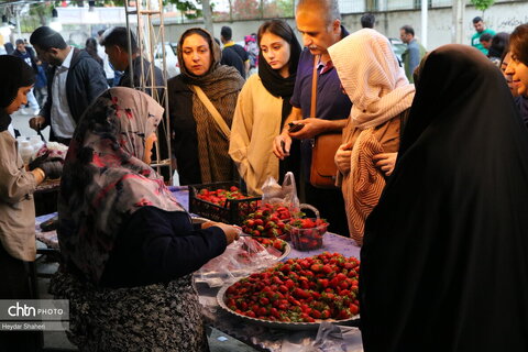 جشنواره توت فرنگی بهنمیر