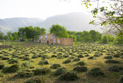 تصاویر هوایی دشت‌های سرسبز روستای زیبای امروله