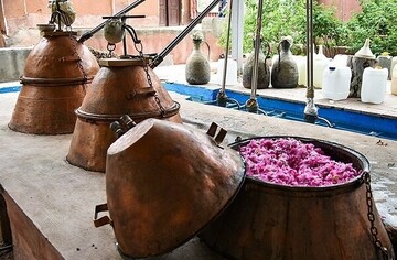جشنواره گلاب‌گیری در پلدشت برگزار می‌شود