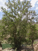 چنار کهنسال شهرستان زرند در مسیر ثبت ملی قرار گرفت