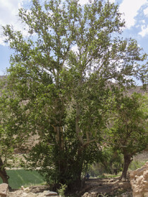 چنار کهنسال شهرستان زرند در مسیر ثبت ملی قرار گرفت