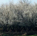 جشنواره ملی هلی سوری در بابلسر برگزار می‌شود